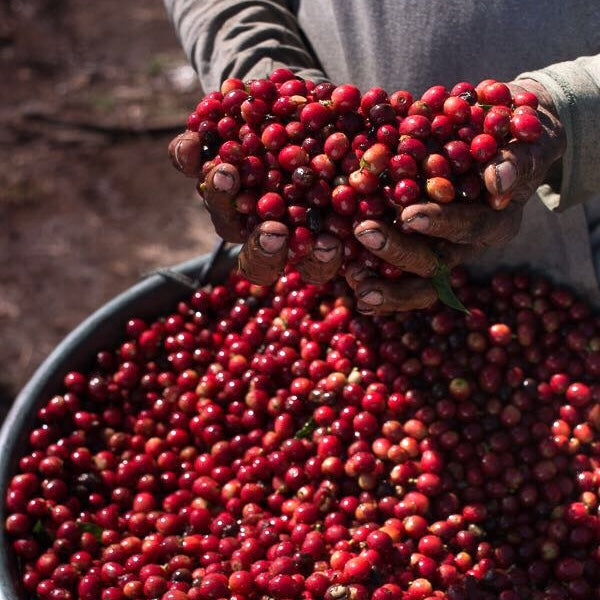 Brumas del Zurquí Ethiopia Washed