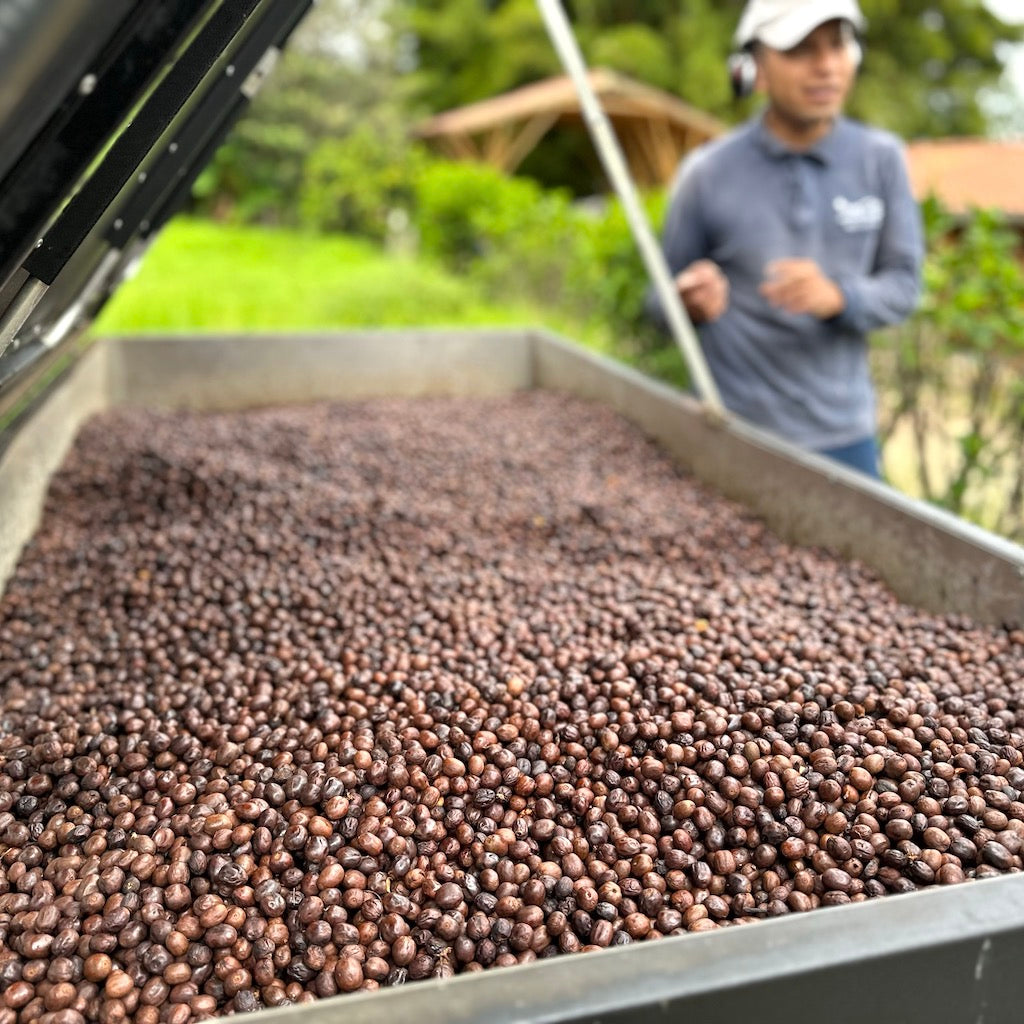 Villa Loyola Carbonic Maceration