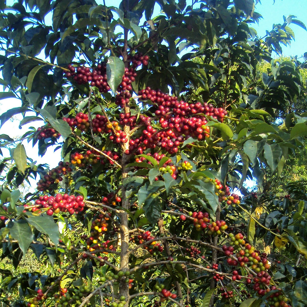 Sidama Natural SWP Decaf