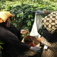 Takengon Atu Lintang Organic