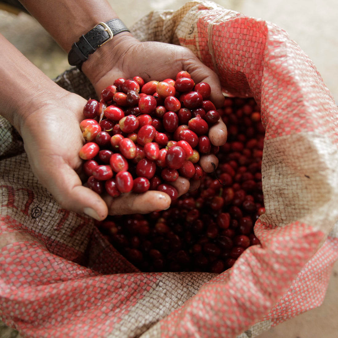 Sudan Rume Natural
