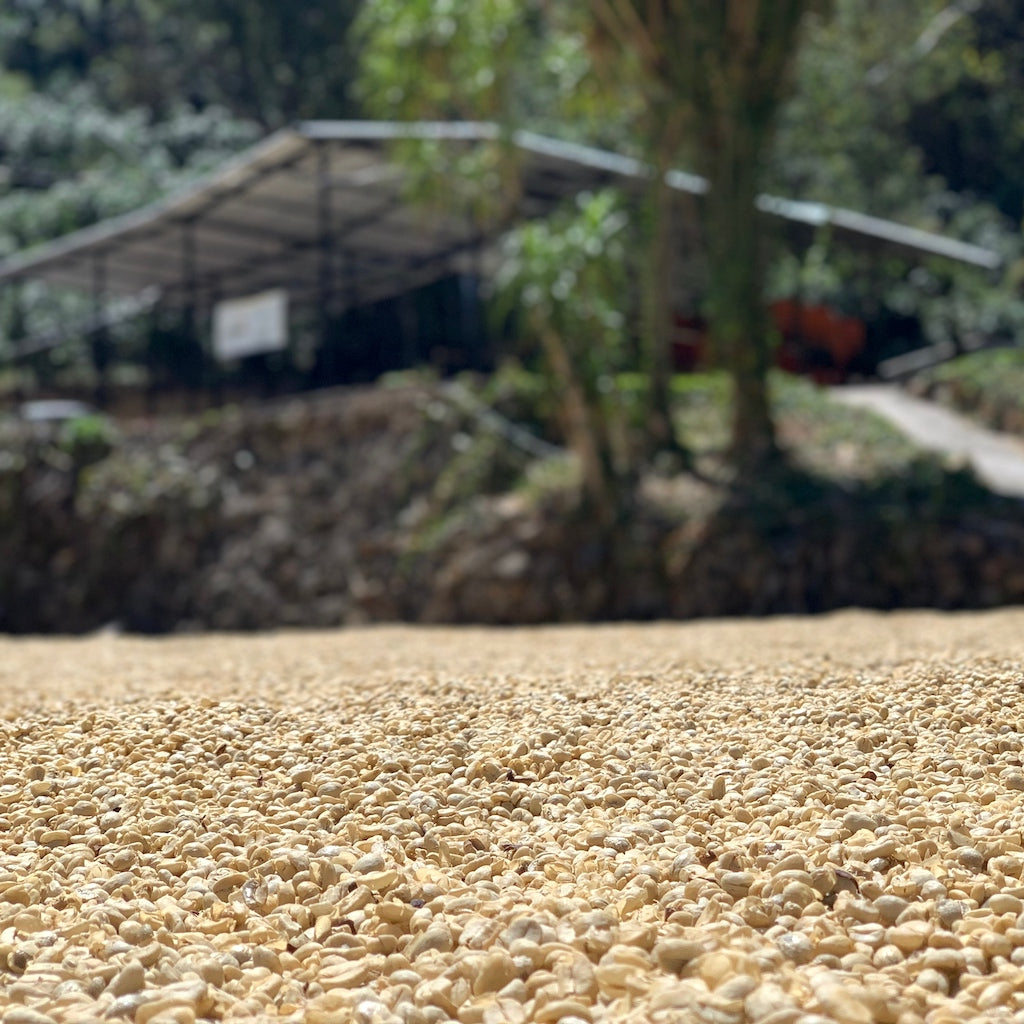 Java Washed